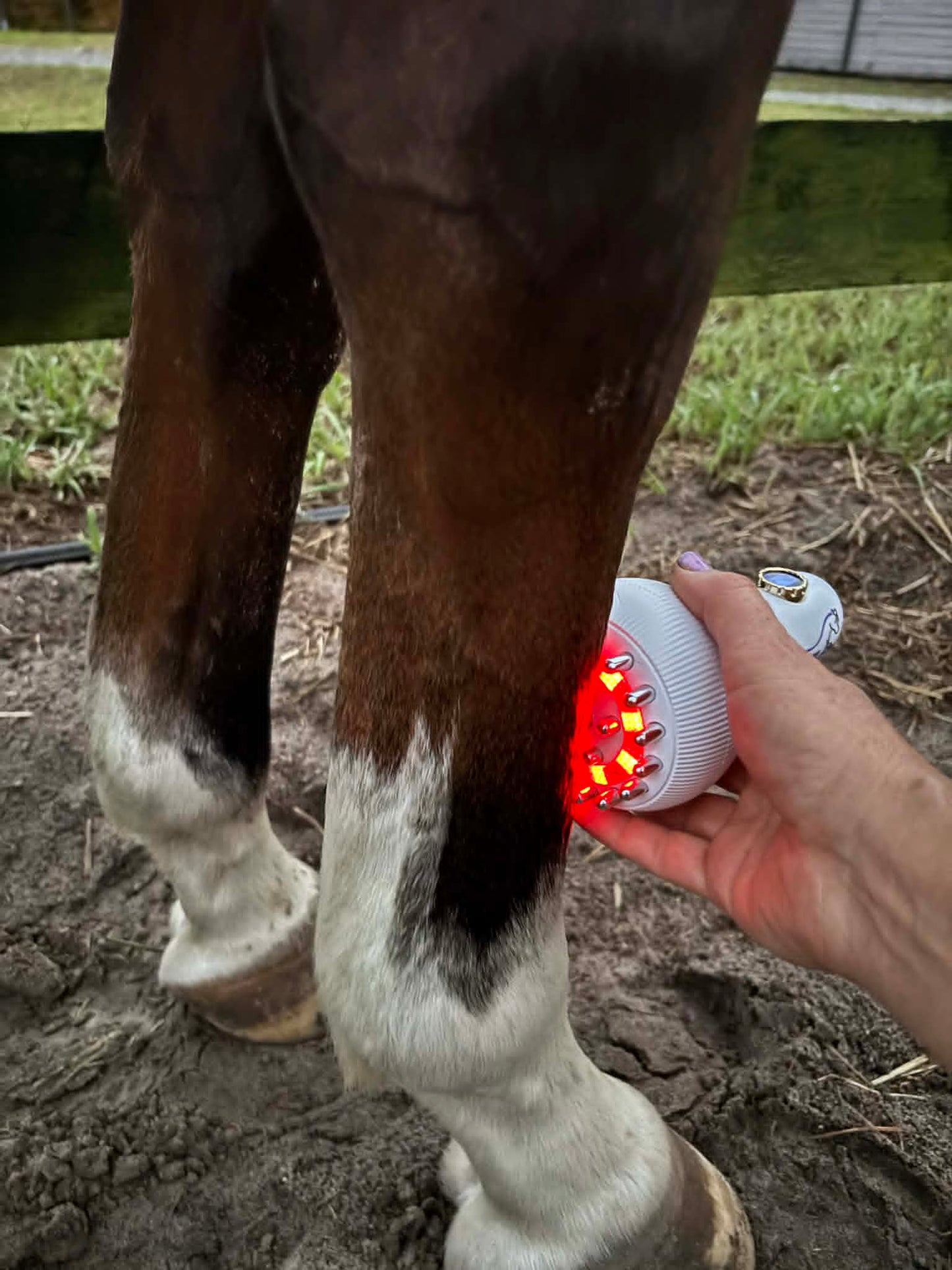 Equisculpt NEO Cordless PEMF Plus Infrared